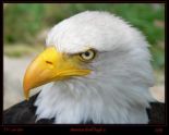 Date this charming United States man Candyman from orlando US5138